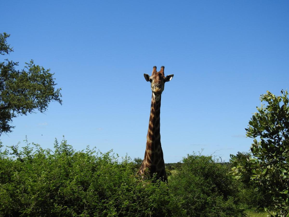 African Dream Tour Hoedspruit Exterior photo